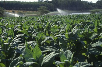 MALAWI, Farming, Close view of tobacco crop and spray irrigation.