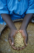 MALAWI, Ngwila, Cropped view of Efero Lodi holding handful of organically grown soya.  Organic
