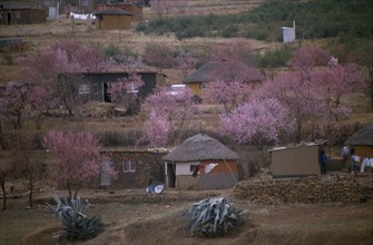 LESOTHO, Architecture, Village homes surrounded by trees in blossom