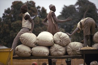 GAMBIA, Markets,  Farmers with sacks of groundnuts at a buying station