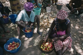 GAMBIA, Agriculture, Women seperating the cashew nut from the fruit