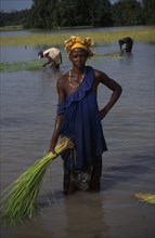 GAMBIA, Agriculture, Rice, Woman replanting rice