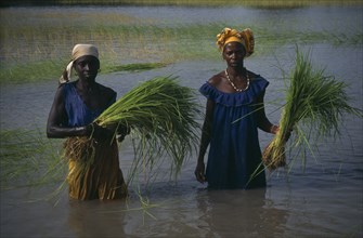 GAMBIA, Agriculture, Rice, Women replanting rice