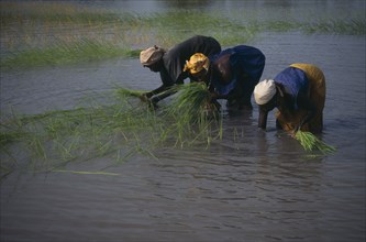 GAMBIA, Agriculture, Rice, Women replanting rice