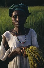 GAMBIA, Agriculture, Rice, Elderly woman rice farmer replanting rice