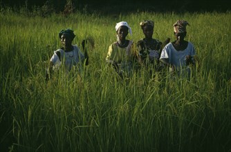 GAMBIA, Agriculture, Rice, Women working in rice paddy