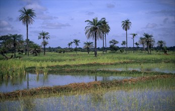 GAMBIA, Agriculture, Rice, Rice paddy fields with palm trees growing