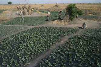 SUDAN, Farming, Dinka tobacco fields.