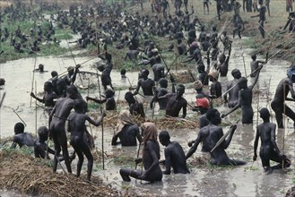 SUDAN, Tribal People, Dinka fishing festival.  Mass of fishermen in waist level water using spears