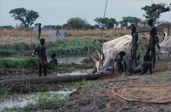 SUDAN, Tribal People, Dinka men fishing from dug out canoe with cattle on shore drinking from river