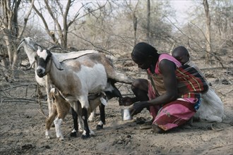 SUDAN, South Darfur, Farming, Baggara Arab nomad woman from the Beni Halba tribe milking goat with