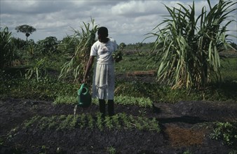 MOZAMBIQUE, Inhambane Province, Macuamene Swamp, Woman watering seedlings in former swamp as part
