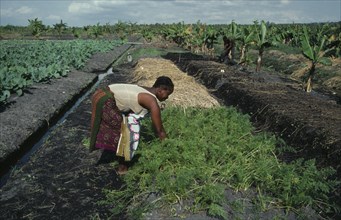 MOZAMBIQUE, Inhambane Province, Macuamene Swamp, Woman working in former swamp as part of UNFAO