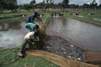 KENYA, Fishing, Workers pulling in net of fish on trout farm.