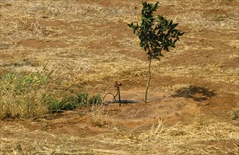 BOTSWANA, Agriculture, Citrus tree with individual drip irrigation.
