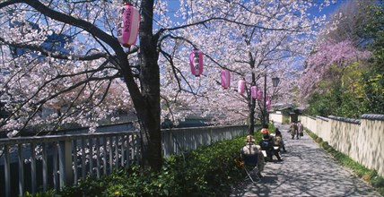 JAPAN, Honshu, Tokyo, Waseda. Adult art class sketching cherry blossoms along the thr bank of the
