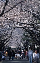 JAPAN, Honshu, Tokyo, Yanaka. People walking under Cherry Blossoms outside Yanaka Cemetary near