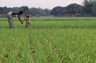 BANGLADESH, Brahmanbaria, Labourer using hand tube well to irrigate land.