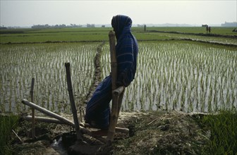 BANGLADESH, Agriculture, Woman using treadle pump irrigation beside paddy field.