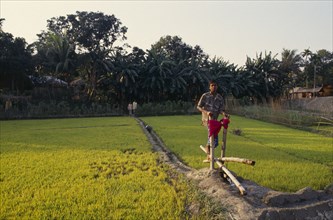 BANGLADESH, Tangail, Young boy operating treadle pump irrigating rice seedlings.