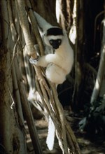 MADAGASCAR, Animals, Sifaka lemur