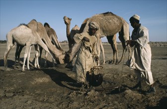 SUDAN, Kordofan, Kababish tribespeople at waterhole with camels drinking behind.