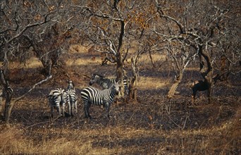 RWANDA, North East, Kagera National Park, Zebra amongst scrub trees and grassland.