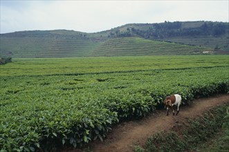 RWANDA, North, Agriculture, Tea plantation near Ruhengeri with goat in foreground.