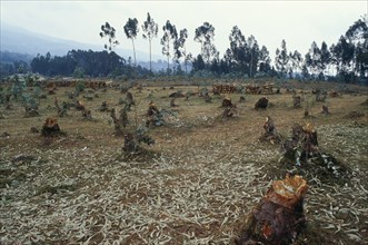 RWANDA, North, Gitwa, "Area of deforestation, stumps of trees felled for firewood."