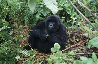 RWANDA, Animals, Gorilla, Gorilla in Rwandan forest.