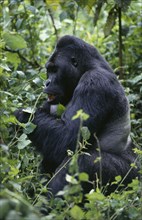 CONGO, Virunga Mountains, Silverback mountain gorilla.