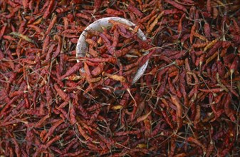 MEXICO, Chiapas, Dried red chillies filling frame.