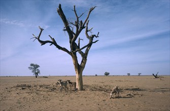 NIGER, Sahel, Barren landscape with dead tree and goats tryinfg to find something to eat during
