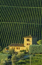 ITALY, Tuscany, Chianti, Farmhouse and vineyards near Panzano.