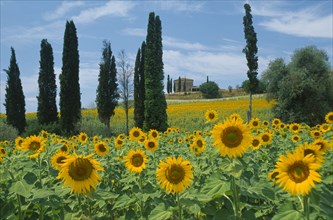 ITALY, Tuscany, Field of sunflowers and cypress trees with distant building near Buonconvento