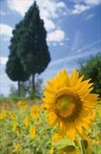 ITALY, Tuscany, Sunflowers and cypress trees near Volterra.