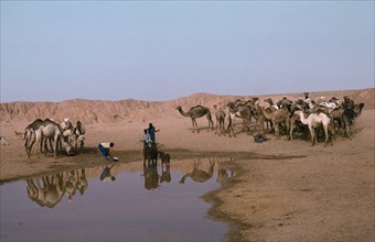 NIGER, Agriculture, Camels at waterhole near Zinder.