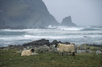 IRELAND, Donegal, Inishowen Head, Coastal landscape with crashing waves and two black faced sheep