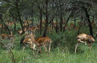 ANIMALS, Deer, Herd of impala amongst acacia trees in savanna grasslands.