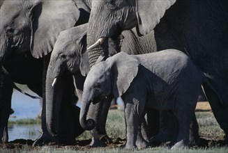 NAMIBIA, Etosha National Park, Elephants in various stages of maturity at waterhole.