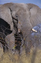 NAMIBIA, Etosha National Park, Single African elephant in savanna grasslands.