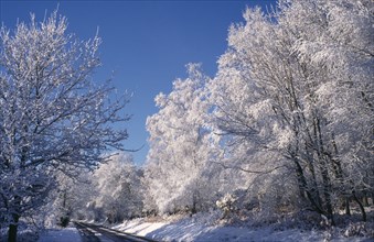 ENGLAND, East Sussex, Ashdown Forest, Snow covered trees in sunshine.