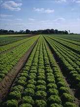 ENGLAND, Lincolnshire, Gedney Marsh, "North of Wisbech, Rows of commercially grown green lettuce"