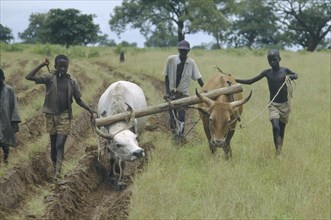 GAMBIA, Farming, Ploughing with oxen after a drought.