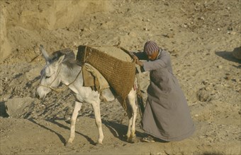 EGYPT, Nile Valley, Donkey laden with panniers of building materials supported by man as they walk