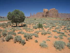 USA, Arizona, Monument Valley, Formation known as The Three Sisters with a tree and vegetation in