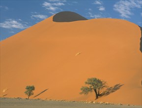 NAMIBIA, Namib Desert, Sossusvlei, Two trees growing at the base of a sand dune