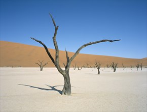NAMIBIA, Namib Desert, Sossusvlei, Deadvlei. Dried up salt pan and 5000 year old tree stumps. Sand