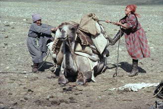 MONGOLIA, People, Loading camel before moving camp.