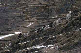 PERU, Cordillera Vilcanota, Woman taking her alpaca herd out to graze walking along mountain road.